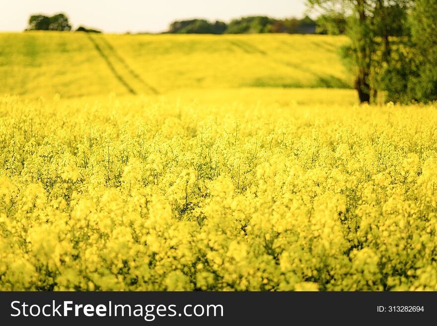 field of yellow rapeseed flowers