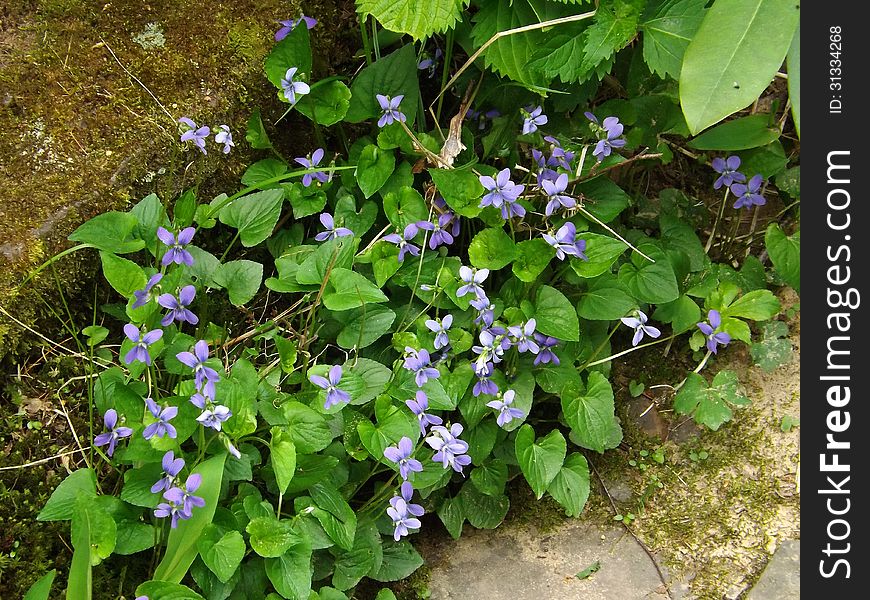 Common Blue Violet grows to 8 in. high. Common Blue Violet grows to 8 in. high.
