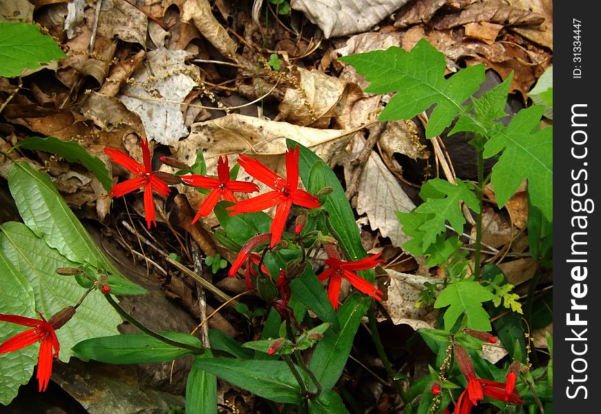 Fire Pink grows 1 to 2 ft. tall plant with opposite, lanceolate leaves.It is common to open woodlands, especially semishaded banks, from PA southward. Grows from April to June. Fire Pink grows 1 to 2 ft. tall plant with opposite, lanceolate leaves.It is common to open woodlands, especially semishaded banks, from PA southward. Grows from April to June.