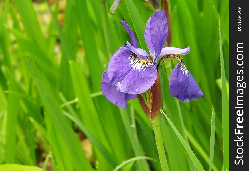 The Northern Blue Flag grows to 2 to 3 ft tall plant.grows in meadows and lake shores in the mountains from Que. to VA. Blooms from may to August. The Northern Blue Flag grows to 2 to 3 ft tall plant.grows in meadows and lake shores in the mountains from Que. to VA. Blooms from may to August.