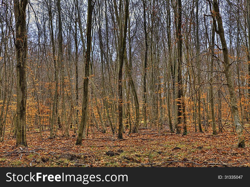 Forest in Autumn