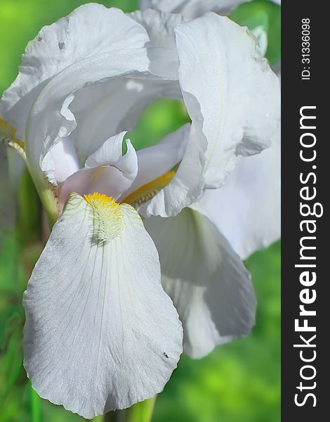 Flower of bearded iris closeup