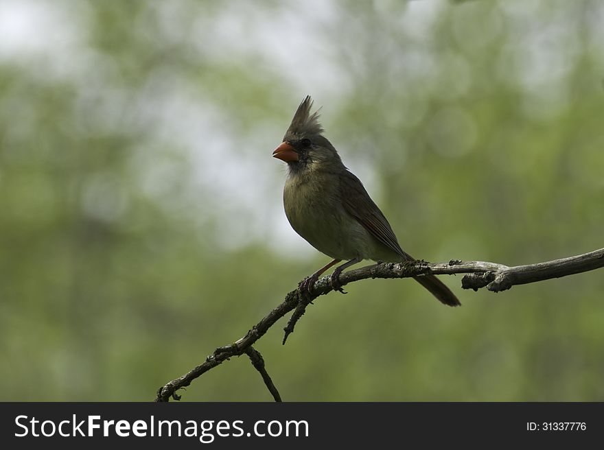 Female Cardinal (cardinalis cardinalis) sitting on a branch