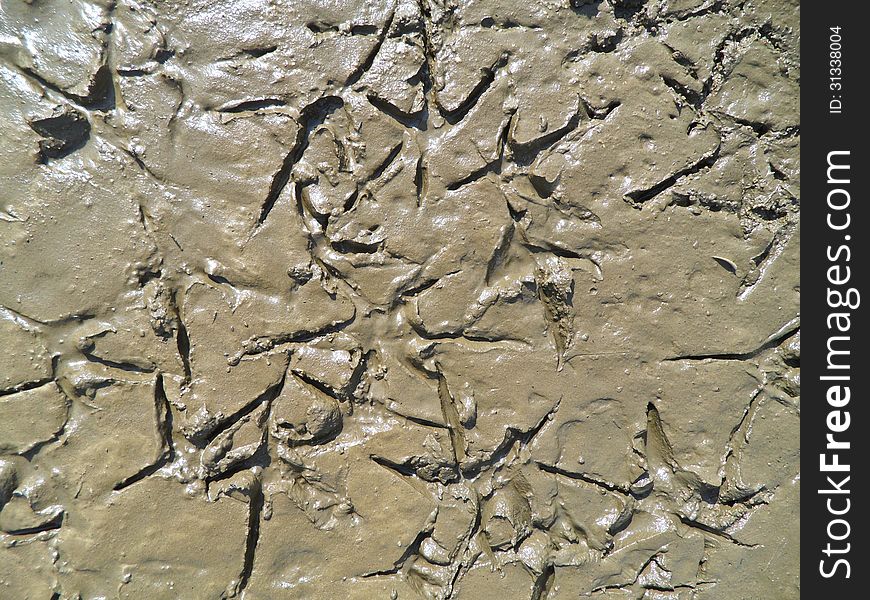 Birds footprints