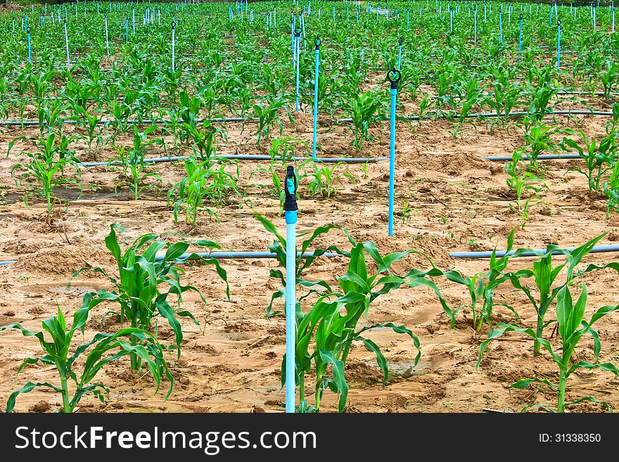 Fields of corn and Water spray on an agricultural