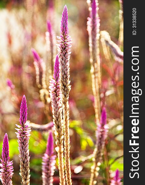 A flower of weed grass with sun light