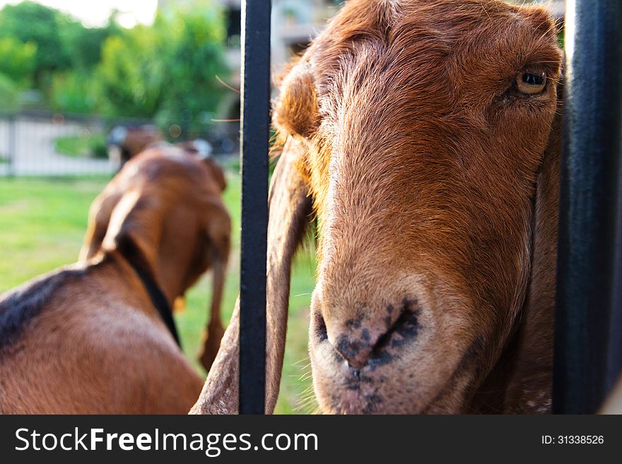 Portrait of goat on farm
