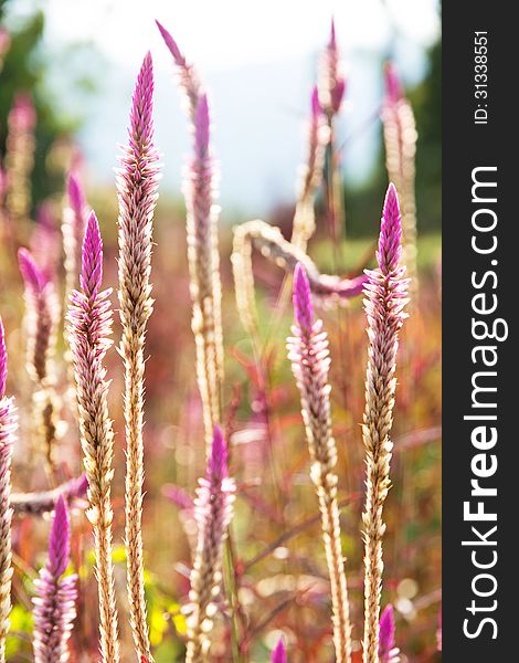 A flower of weed grass with sun light