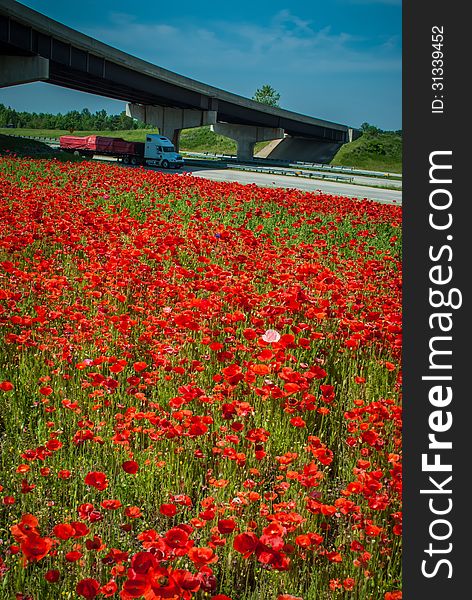 Red poppy field  and highwa overpass