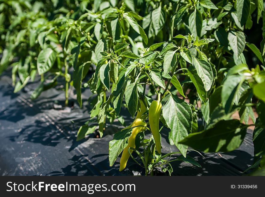 Green Chilli Peppers Plant