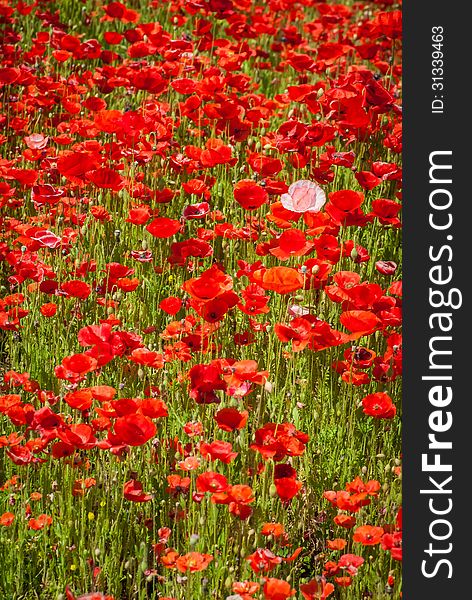 Red poppy meadow field by the road. Red poppy meadow field by the road