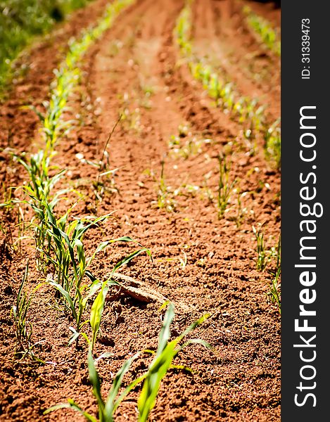 Young corn field