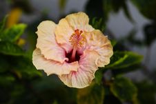 Crisp Hibiscus Stock Photography Crisp Hibiscus Stock Photography