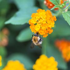 Honey Bee Royalty Free Stock Photo Honey Bee Royalty Free Stock Photo