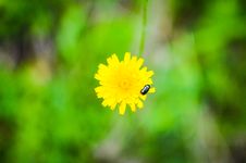 Bug On A Dandelion Flower Royalty Free Stock Image Bug On A Dandelion Flower Royalty Free Stock Image