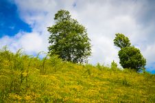 Landscape With Trees On Flank Of Hill Stock Image