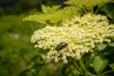 Bug On An Elderberry Flower Royalty Free Stock Photo Bug On An Elderberry Flower Royalty Free Stock Photo