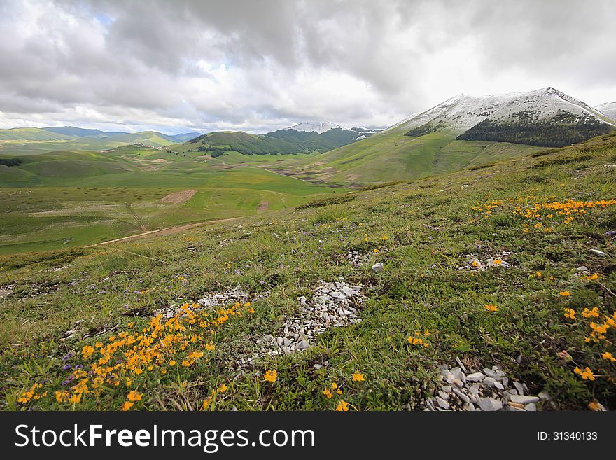 Flowers and mountain