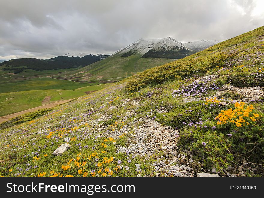 Mountain flowers and snow in Europe.