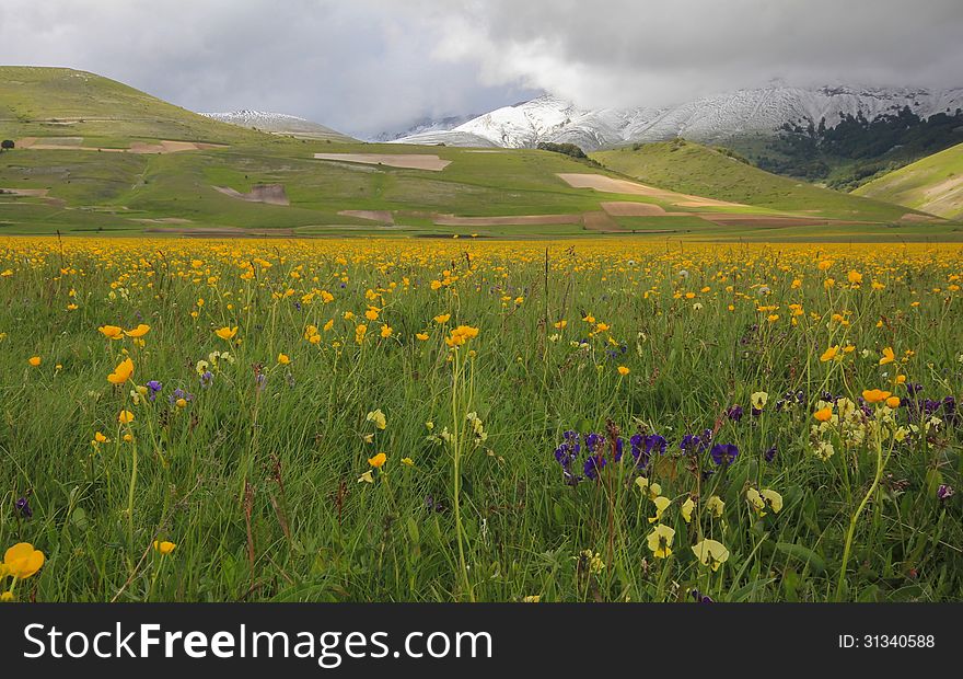 Flowers on the snow