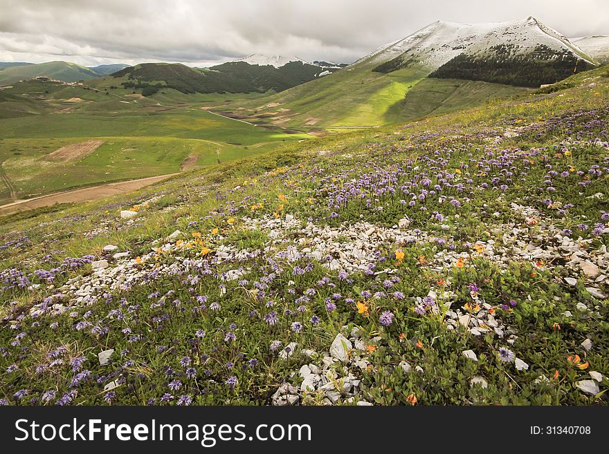 Beautiful mountain landscape with flowers and snow