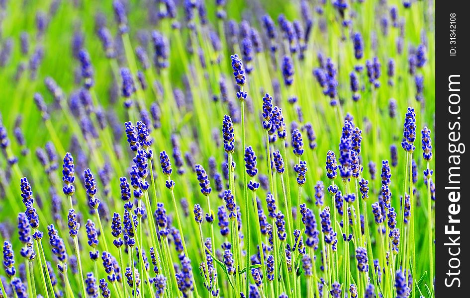 Lavender close up in summer time. Lavender close up in summer time