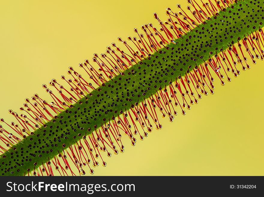 Closeup of a sundew against the yellow background. Closeup of a sundew against the yellow background.