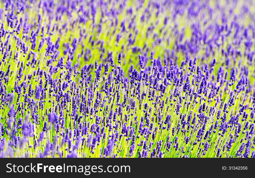 Lavender In Summer Time