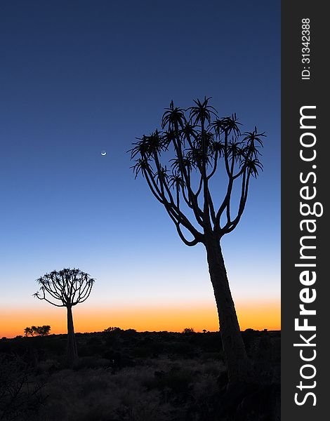 Quivertrees with moon during sunrise. Typical Africa image. Quivertrees with moon during sunrise. Typical Africa image