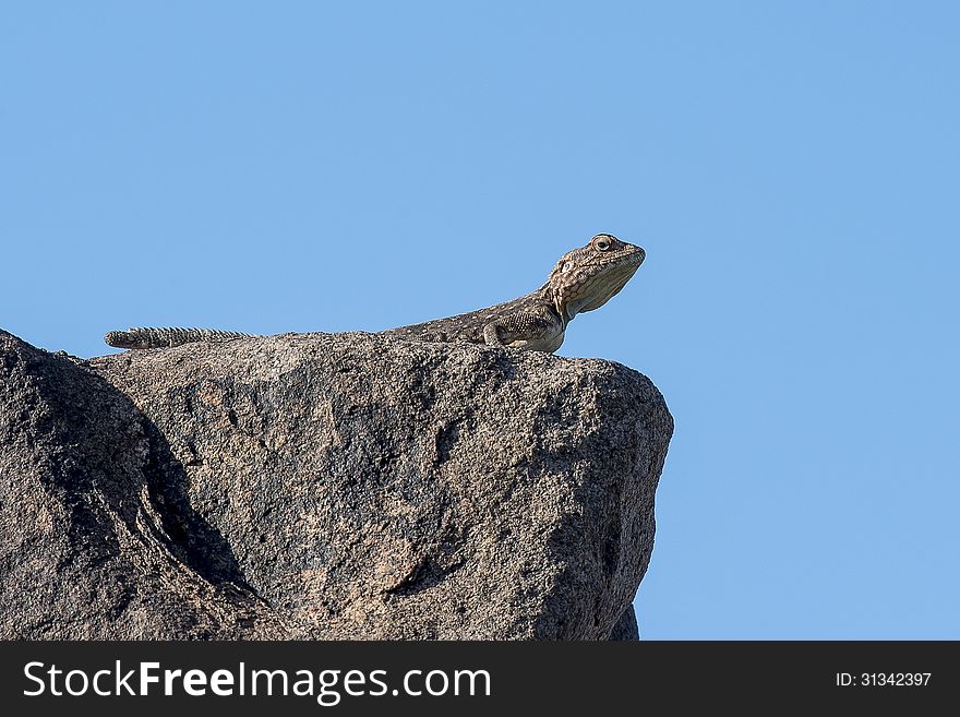 Little chameleon on watch on top of a rock, completely adapted to its environment