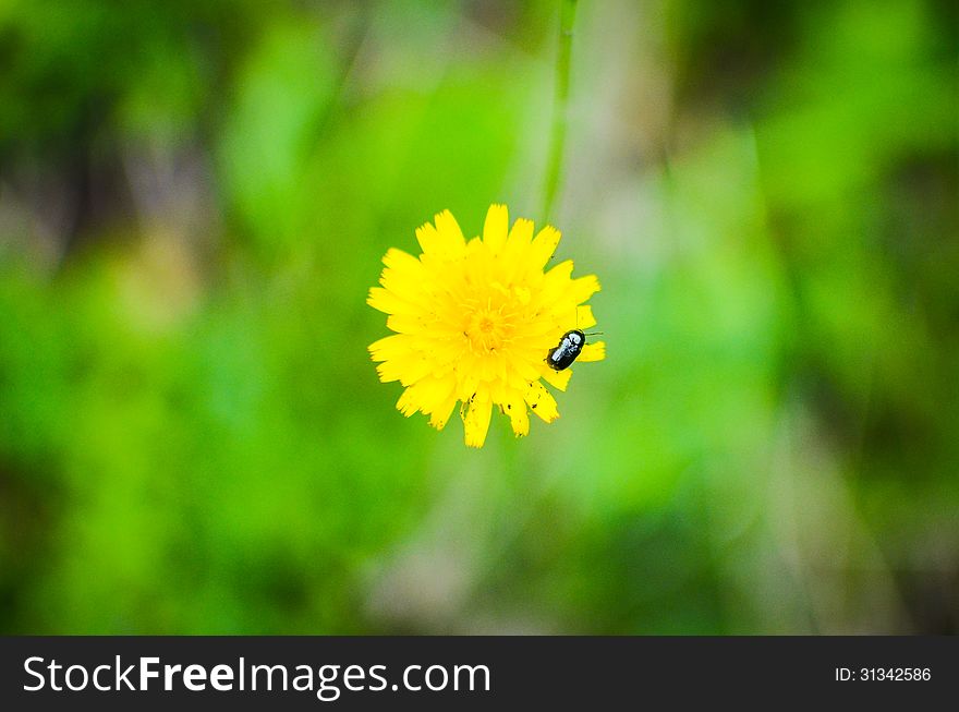 Bug on a dandelion flower