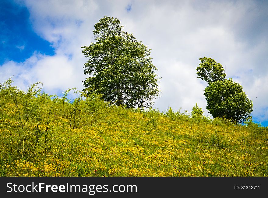 Mountain landscape with trees on flank of hill