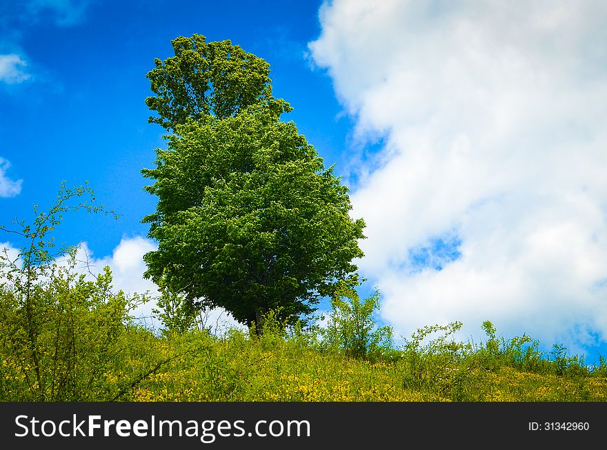 Mountain landscape with single tree on flank of hill. Mountain landscape with single tree on flank of hill
