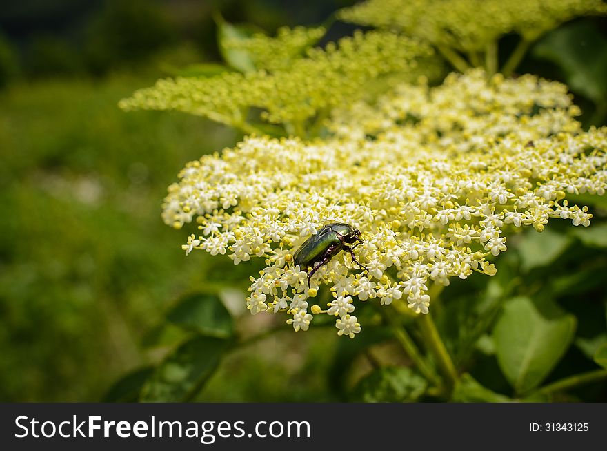 Bug On An Elderberry Flower