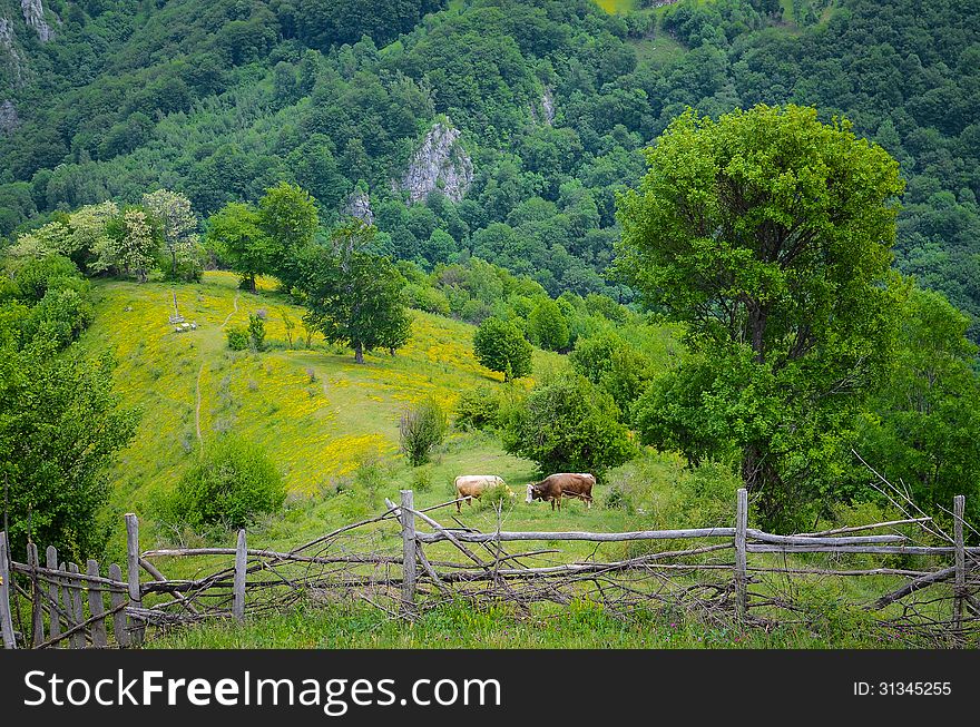 Carpathian Mountains landscape in Romania. Carpathian Mountains landscape in Romania