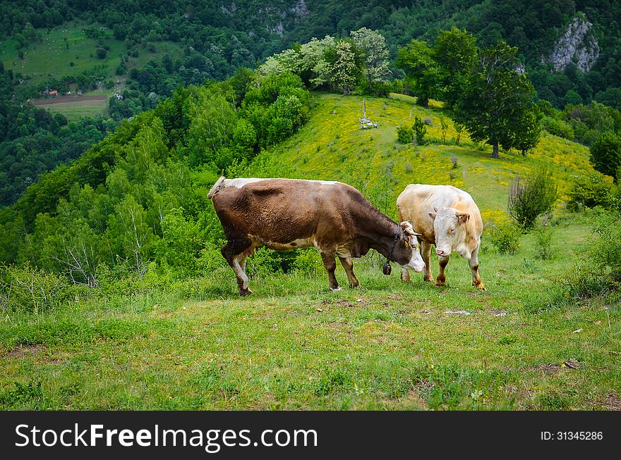 Brown cows in the mountains during spring