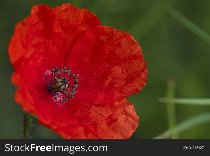 Poppy flower closeup on green background