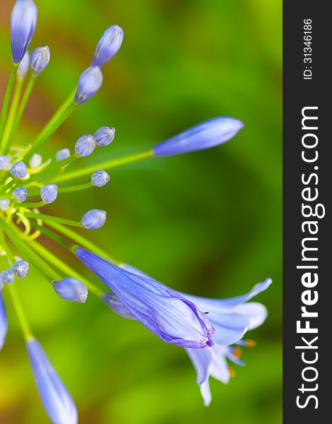 A soft focused, abstract view of a blooming Agapanthus flower, commonly known as Lily of the Nile