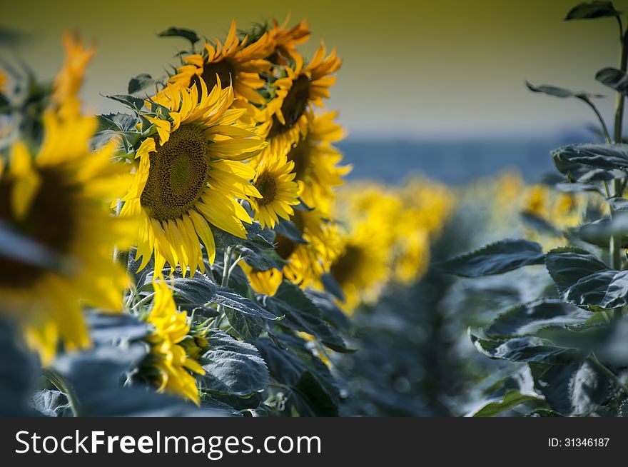 Sunflowers in a row on a field in the summer day. Sunflowers in a row on a field in the summer day