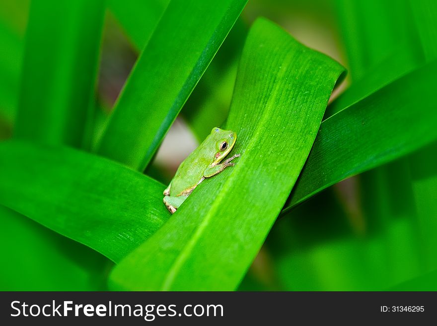 Small green frog on large green leaves
