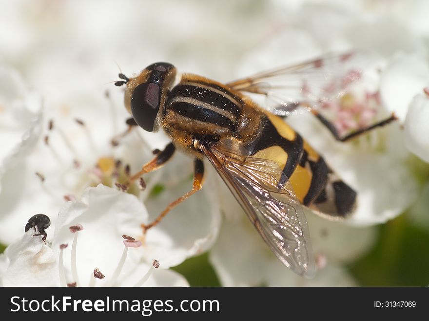 Hoverfly eating nectar from a white flower