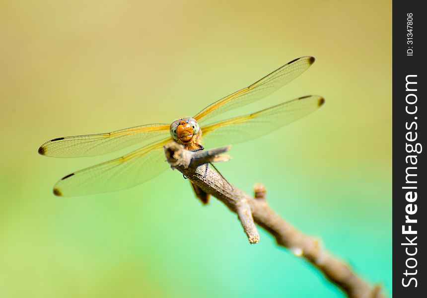 Dragonfly Resting On The Branch