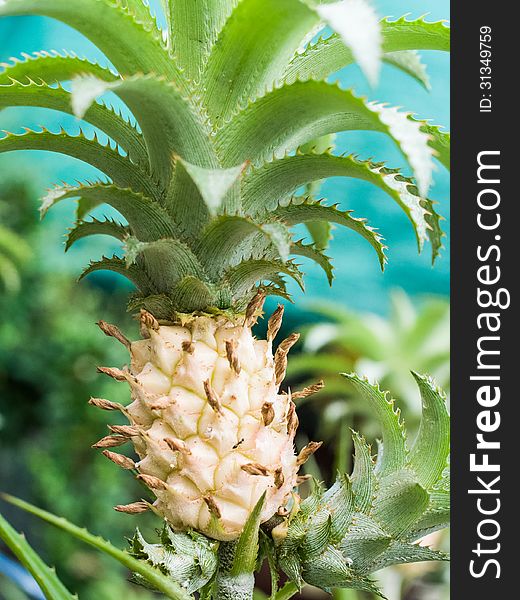 Pineapple is the fruit of sweet and sour falvor.