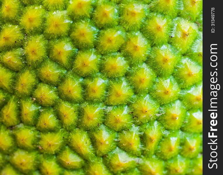 The surface of jackfruit skin looks like honey comb appearance.