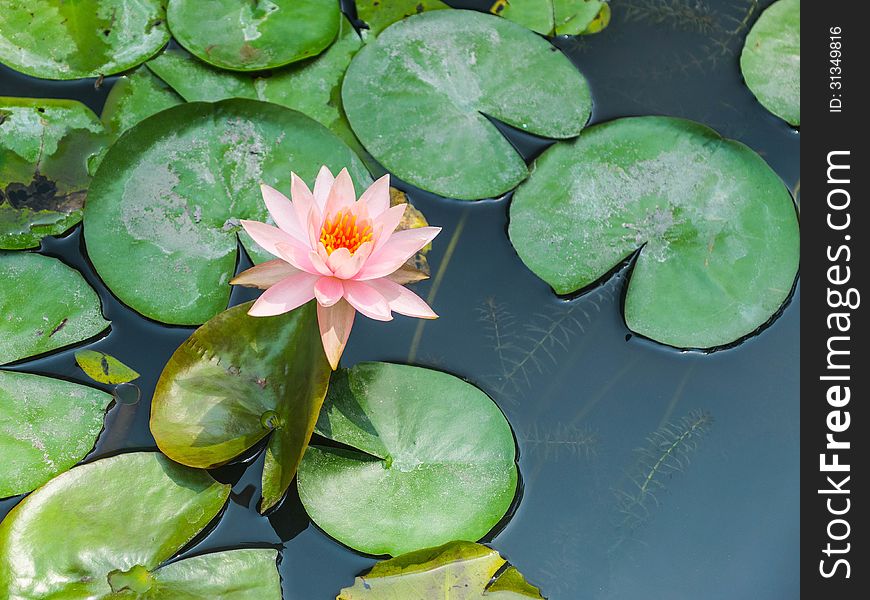 A Blooming Pink Lotus