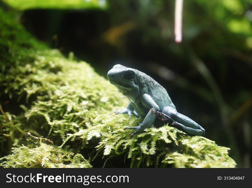 The monstrous poison dart frog ranks among Earth's most poisonous vertebrates, with enough venom in its skin to kill 10 humans.
