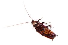 Cockroach Stock Photography Cockroach Stock Photography