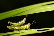 Closeup Grasshoppers Mating Royalty Free Stock Photo