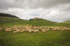 Sheeps On Pasture Stock Photography Sheeps On Pasture Stock Photography