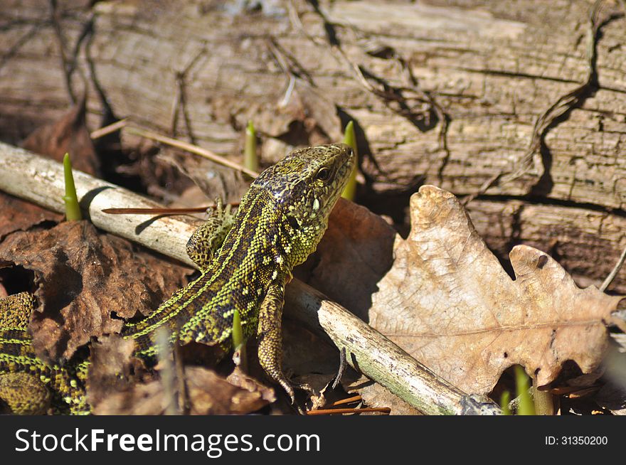 Green lizard scares his rustle among the dead leaves. May, the Ryazan area, Russia.